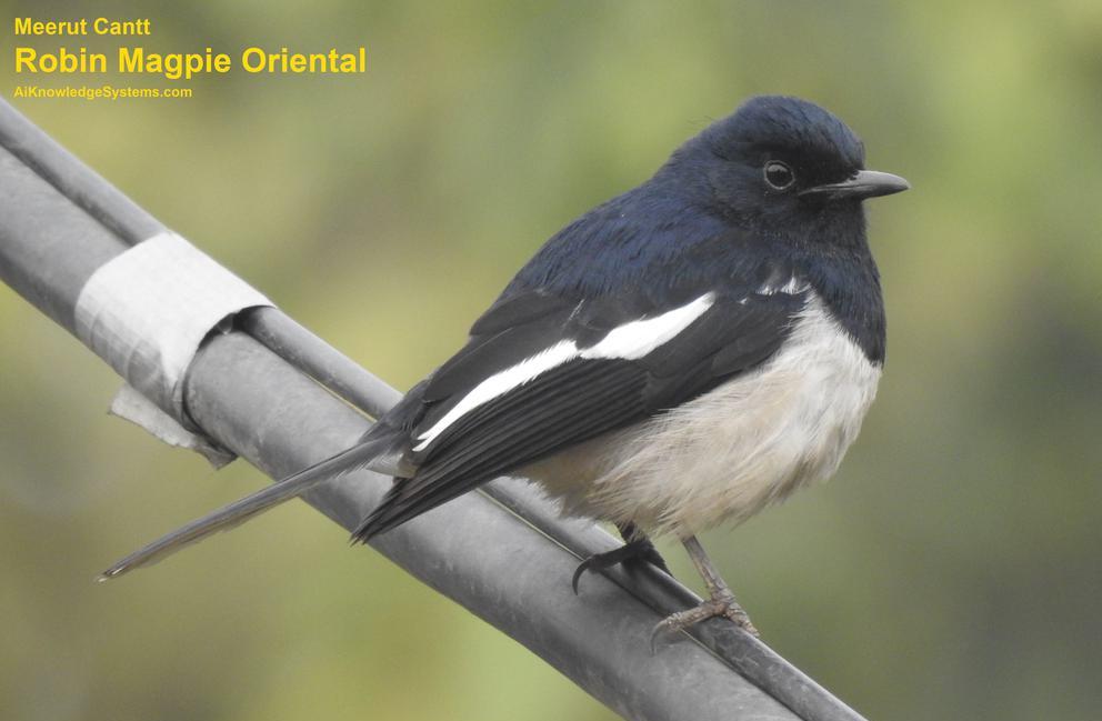 Magpie Robin (92) Coming Soon